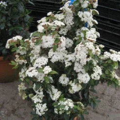 Groenblijvende Sneeuwbal (Viburnum Tinus 'Eve Price') -Natuur Kus Verkoopwinkel 20120821145045 50 10