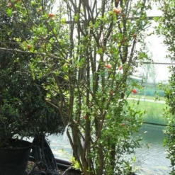 Granaatappel Als Struik (Punica Granatum) 12 Granaatappel Als Struik (Punica Granatum) -Natuur Kus Verkoopwinkel 20120821153129 7