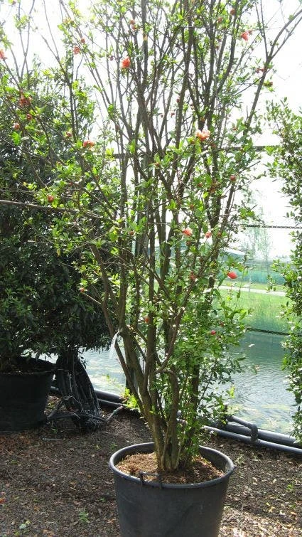 Granaatappel Als Struik (Punica Granatum) 6 Granaatappel Als Struik (Punica Granatum) - Afbeelding 6
