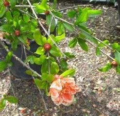 Granaatappel Als Struik (Punica Granatum) 9 Granaatappel Als Struik (Punica Granatum) -Natuur Kus Verkoopwinkel 20120821153145 7