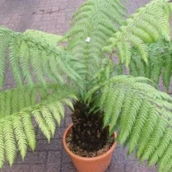 Grote Boomvaren (Dicksonia Antarctica)