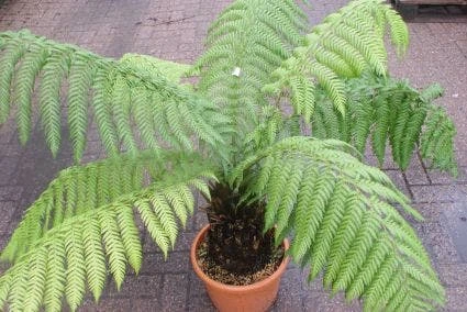 Grote Boomvaren (Dicksonia Antarctica) 1 Grote Boomvaren (Dicksonia Antarctica)