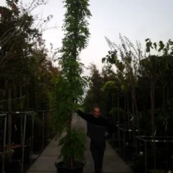 Blauwe Regen (Wisteria Sinensis) 14 Blauwe Regen (Wisteria Sinensis) -Natuur Kus Verkoopwinkel 20121012085312 13 1