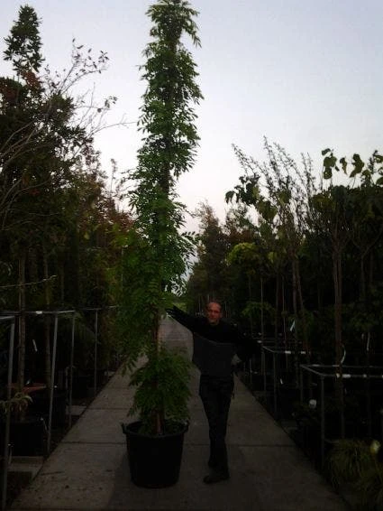 Blauwe Regen (Wisteria Sinensis) 7 Blauwe Regen (Wisteria Sinensis) - Afbeelding 7