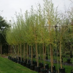 Knotwilg (Salix Alba) -Natuur Kus Verkoopwinkel 20121016132723 13