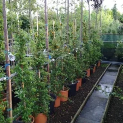 Vuurdoorn (Pyracantha 'Soleil D'Or') -Natuur Kus Verkoopwinkel 20121017141100 4 1