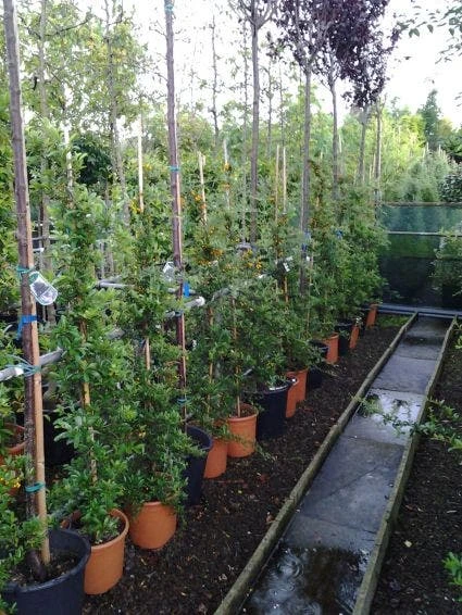 Vuurdoorn (Pyracantha 'Soleil D'Or') 3 Vuurdoorn (Pyracantha 'Soleil D'Or') - Afbeelding 3