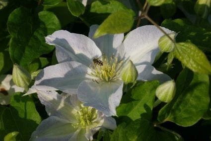Bosrank (Clematis 'Yukikomachi') 4 Bosrank (Clematis 'Yukikomachi') - Afbeelding 4