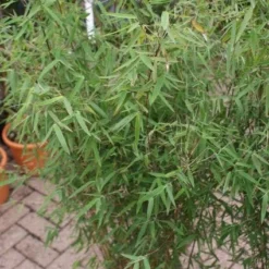 Niet Woekerende Bamboe (Fargesia 'Jiuzhaigou') 27 Niet Woekerende Bamboe (Fargesia 'Jiuzhaigou') -Natuur Kus Verkoopwinkel 20121113150728 4