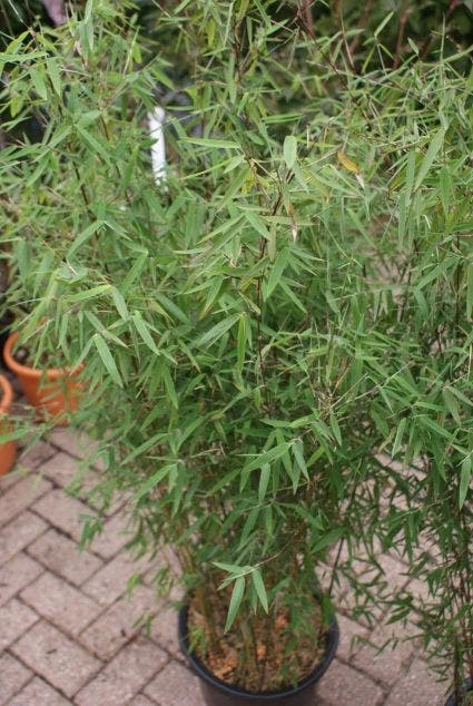 Niet Woekerende Bamboe (Fargesia 'Jiuzhaigou') 11 Niet Woekerende Bamboe (Fargesia 'Jiuzhaigou') - Afbeelding 11