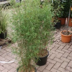 Niet Woekerende Bamboe (Fargesia 'Jiuzhaigou') 29 Niet Woekerende Bamboe (Fargesia 'Jiuzhaigou') -Natuur Kus Verkoopwinkel 20121113150857 4