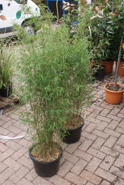 Niet Woekerende Bamboe (Fargesia 'Jiuzhaigou') 13 Niet Woekerende Bamboe (Fargesia 'Jiuzhaigou') - Afbeelding 13