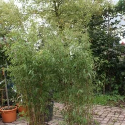 Niet Woekerende Bamboe (Fargesia 'Jiuzhaigou') 30 Niet Woekerende Bamboe (Fargesia 'Jiuzhaigou') -Natuur Kus Verkoopwinkel 20121113150912 4