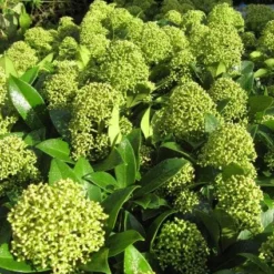 Skimmia (Skimmia Japonica 'Fragrant Cloud') -Natuur Kus Verkoopwinkel 20121121145218 2