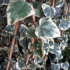 Kaukasische Klimop (Hedera Colchica 'Dentata Variegata')