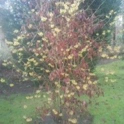 Toverhazelaar (Hamamelis Mollis) -Natuur Kus Verkoopwinkel 20130113140034 40 8