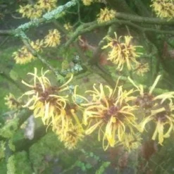 Toverhazelaar (Hamamelis Mollis 'Pallida') 13 Toverhazelaar (Hamamelis Mollis 'Pallida') -Natuur Kus Verkoopwinkel 20130113140108 8