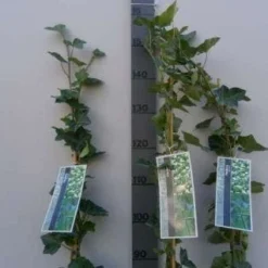 Klimop In Boogvorm (Hedera Hibernica) -Natuur Kus Verkoopwinkel 20130120142024 1