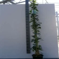 Klimop In Boogvorm (Hedera Hibernica)