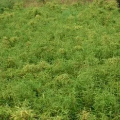 Niet Woekerende Bamboe (Fargesia Robusta) -Natuur Kus Verkoopwinkel 20130121115059 5 1