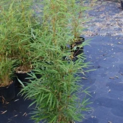 Niet Woekerende Bamboe (Fargesia Robusta) -Natuur Kus Verkoopwinkel 20130121115128 5 1