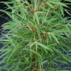 Natuur Kus Verkoopwinkel -Natuur Kus Verkoopwinkel 20130121115155 5