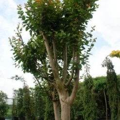 Roze Lagerstroemia Als Boom (Lagerstroemia Indica) 20 Roze Lagerstroemia Als Boom (Lagerstroemia Indica) -Natuur Kus Verkoopwinkel 20130121162344 9