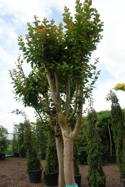 Roze Lagerstroemia Als Boom (Lagerstroemia Indica) 3 Roze Lagerstroemia Als Boom (Lagerstroemia Indica) - Afbeelding 3