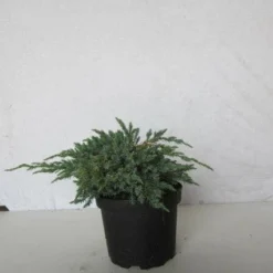 Jeneverbes (Juniperus Squamata 'Blue Carpet') -Natuur Kus Verkoopwinkel 20130125154733 4