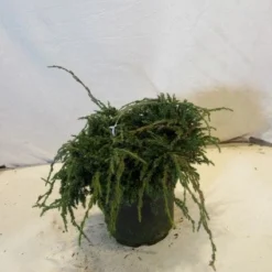 Jeneverbes (Juniperus Squamata 'Blue Carpet') -Natuur Kus Verkoopwinkel 20130125154745 4