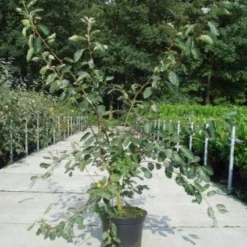 Krentenboom Als Struik (Amelanchier Lamarckii) 12 Krentenboom Als Struik (Amelanchier Lamarckii) -Natuur Kus Verkoopwinkel 20130214100736 13