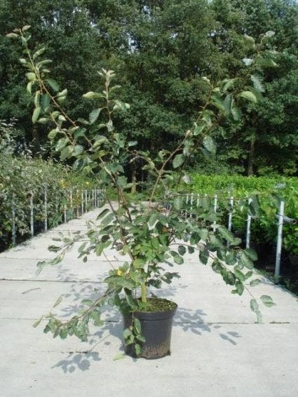 Krentenboom Als Struik (Amelanchier Lamarckii) 4 Krentenboom Als Struik (Amelanchier Lamarckii) - Afbeelding 4