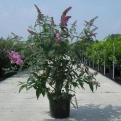 Vlinderstruik (Buddleja Davidii 'Black Knight') 15 Vlinderstruik (Buddleja Davidii 'Black Knight') -Natuur Kus Verkoopwinkel 20130214101325 5 1