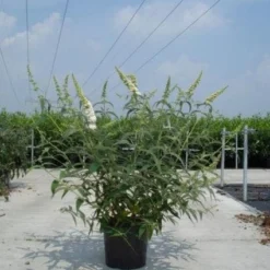 Vlinderstruik (Buddleja Davidii 'White Profusion') 14 Vlinderstruik (Buddleja Davidii 'White Profusion') -Natuur Kus Verkoopwinkel 20130214101944 3