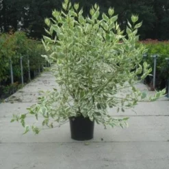 Bonte Kornoelje (Cornus Alba 'Elegantissima') -Natuur Kus Verkoopwinkel 20130214103242 3