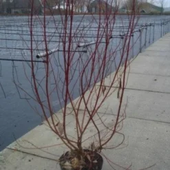 Bonte Kornoelje (Cornus Alba 'Elegantissima') -Natuur Kus Verkoopwinkel 20130214103250 3