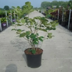 Toverhazelaar (Hamamelis Intermedia 'Diane') -Natuur Kus Verkoopwinkel 20130214114113 18 9 9