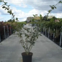Toverhazelaar (Hamamelis Intermedia 'Jelena') -Natuur Kus Verkoopwinkel 20130214114339 14 7 7
