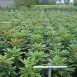 Mahoniestruik (Mahonia Media 'Winter Sun') -Natuur Kus Verkoopwinkel 20130214142529 11