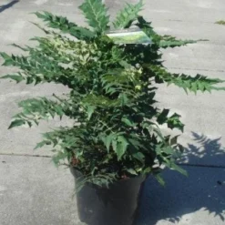 Mahoniestruik (Mahonia Media 'Winter Sun') -Natuur Kus Verkoopwinkel 20130214142545 11