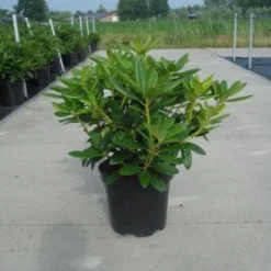 Rhododendron (Rhododendron Catawbiense 'Grandiflorum') 18 Rhododendron (Rhododendron Catawbiense 'Grandiflorum') -Natuur Kus Verkoopwinkel 20130214153505 13