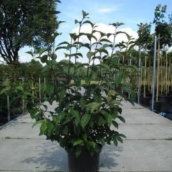 Sneeuwbal (Viburnum Bodnantense 'Dawn') -Natuur Kus Verkoopwinkel 20130215094907 35 7 1