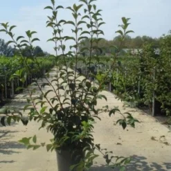 Sneeuwbal (Viburnum Bodnantense 'Charles Lamont') 11 Sneeuwbal (Viburnum Bodnantense 'Charles Lamont') -Natuur Kus Verkoopwinkel 20130215095158 4