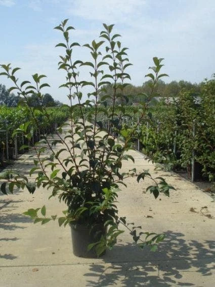 Sneeuwbal (Viburnum Bodnantense 'Charles Lamont') 4 Sneeuwbal (Viburnum Bodnantense 'Charles Lamont') - Afbeelding 4