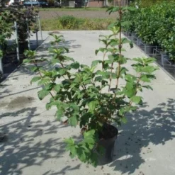 Sneeuwbal (Viburnum Opulus 'Roseum') -Natuur Kus Verkoopwinkel 20130215100016 9