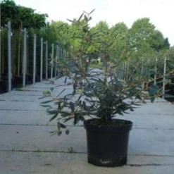 Sneeuwbal (Viburnum Bodnantense 'Dawn') -Natuur Kus Verkoopwinkel 20130215100739 1