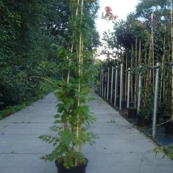 Trompetbloem (Campsis Tagliabuana 'Mme Galen') 12 Trompetbloem (Campsis Tagliabuana 'Mme Galen') -Natuur Kus Verkoopwinkel 20130215104653 9