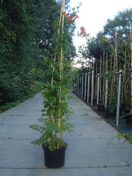 Trompetbloem (Campsis Tagliabuana 'Mme Galen') 4 Trompetbloem (Campsis Tagliabuana 'Mme Galen') - Afbeelding 4