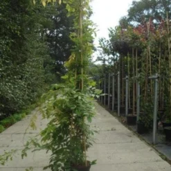 Blauwe Regen (Wisteria Sinensis) -Natuur Kus Verkoopwinkel 20130215105427 13