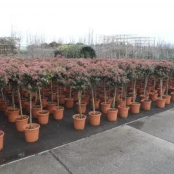 Sneeuwbal Op Stam (Viburnum Tinus 'Eve Price') 16 Sneeuwbal Op Stam (Viburnum Tinus 'Eve Price') -Natuur Kus Verkoopwinkel 20130316135155 4